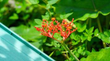 uma fechar-se do uma vermelho flor com uma amarelo Centro foto