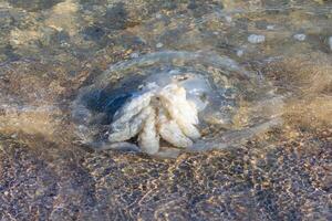 fechar acima foto do grande geléia peixe lavado acima em a mar costa