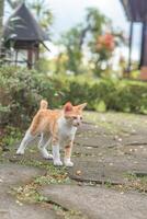 disperso laranja gato em a parque rua foto