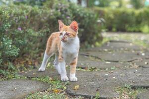 disperso laranja gato em a parque rua foto