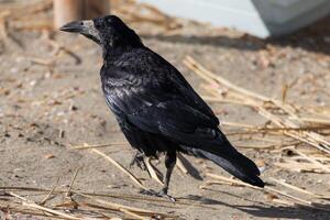 fechar acima foto do uma Preto Corvo caminhando dentro a areia