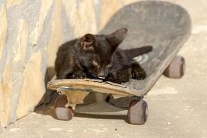 foto do a adorável fofa bebê gato relaxante em uma skate