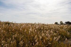 panorama fotos a partir de a natureza reserva do Jurilovca comuna dentro tulcea, romênia