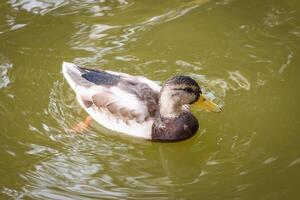 fechar acima foto do uma selvagem Pato natação dentro uma lago