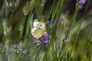 fechar acima foto do uma borboleta bebendo néctar a partir de uma flor