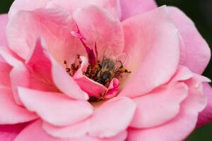 macro foto do uma abelha encontro pólen