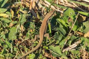 fechar-se foto do uma lagarto