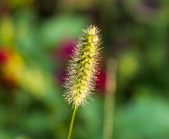 macro foto do uma foxtail flor