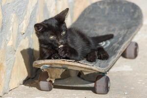 foto do a adorável fofa bebê gato relaxante em uma skate