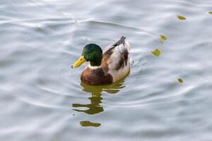 fechar acima foto do uma selvagem Pato natação dentro uma lago