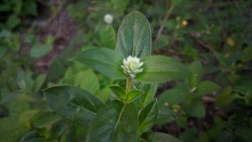 uma pequeno branco flor é crescendo em uma plantar foto