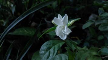 uma branco flor é dentro a meio do uma verde plantar foto