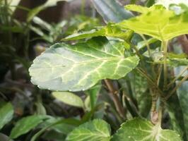 uma fechar acima do uma plantar com verde folhas foto