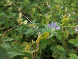 uma plantar com verde folhas e azul flores foto