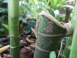 uma fechar acima do uma bambu plantar com uma verde haste foto