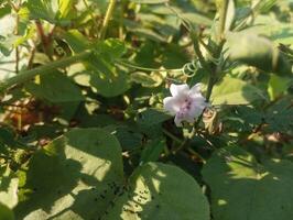 uma pequeno flor é crescendo em uma plantar com verde folhas foto