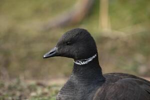 Preto brant Ganso cabeça fechar-se foto