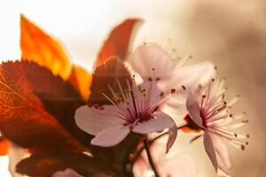 uma fechar acima do uma cereja Flor com folhas dentro pôr do sol fundo foto