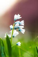 uma solteiro azul flor é crescendo dentro a Relva foto