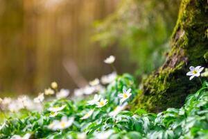 lindo branco prímulas dentro Primavera dentro uma selvagem floresta fechar-se dentro a raios do a Sol. fabuloso aura. Primavera floresta panorama com florescendo branco anêmonas e árvores velho árvore com musgo foto