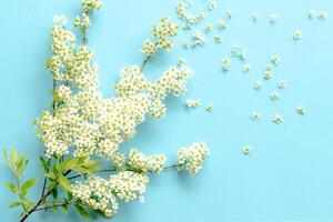 pequeno branco flores em uma ramo em uma avião azul fundo, spiraea Primavera florescendo, espalhados flores, sopro vento efeito foto