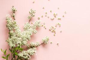 pequeno branco flores em uma ramo em uma avião Rosa fundo, spiraea Primavera florescendo, espalhado flores, sopro vento efeito foto