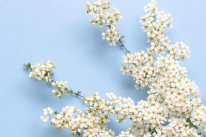 pequeno branco flores em uma ramo em uma avião azul fundo, spiraea Primavera florescendo, espalhados flores, sopro vento efeito foto