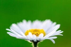 macro , fechar acima 1 branco margarida com uma amarelo Centro, lado visualizar. avião verde fundo foto