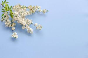 pequeno branco flores em uma ramo em uma avião azul fundo, spiraea Primavera florescendo, espalhados flores, sopro vento efeito foto