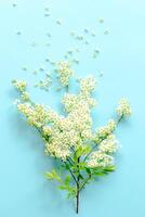 pequeno branco flores em uma ramo em uma avião azul fundo, spiraea Primavera florescendo, espalhados flores, sopro vento efeito foto