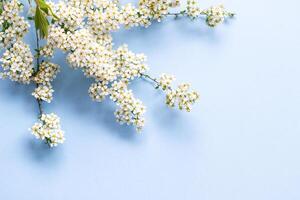 pequeno branco flores em uma ramo em uma avião azul fundo, spiraea Primavera florescendo, espalhados flores, sopro vento efeito foto