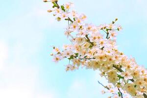 lindo branco delicado Primavera flores, céu. tendência, suavidade foto