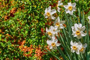 branco concurso pode narcisos em uma verde laranja gramado foto