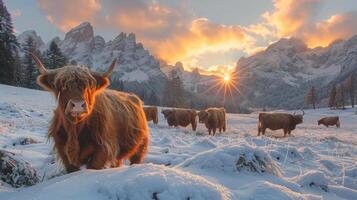 chifrudo terras altas gado dentro Nevado panorama em uma congeladas Prado dentro a italiano dolomites foto