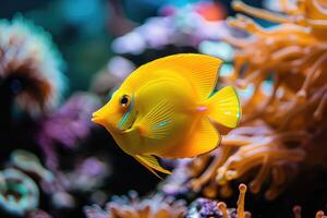 amarelo Espiga peixe em coral recife foto