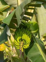 fechar acima lindo grupo do verde orgânico bananas em árvore dentro Fazenda propriedade foto