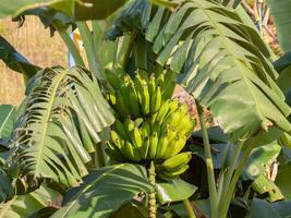 fechar acima lindo grupo do verde orgânico bananas em árvore dentro Fazenda propriedade foto