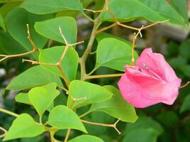 macro fotos do plantas consiste do folhas, hastes e especialmente flores a lindo flores estão Rosa e muito refrescante para a olhos