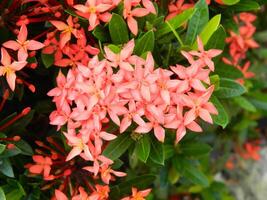 macro fotos do plantas consiste do folhas, hastes e especialmente flores a lindo flores estão Rosa e muito refrescante para a olhos