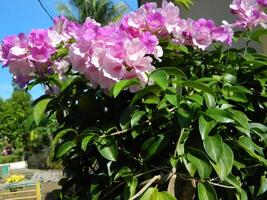 macro fotos do plantas consiste do folhas, hastes e especialmente flores a lindo flores estão Rosa e muito refrescante para a olhos