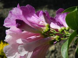 macro fotos do plantas consiste do folhas, hastes e especialmente flores a lindo flores estão Rosa e muito refrescante para a olhos