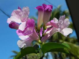 macro fotos do plantas consiste do folhas, hastes e especialmente flores a lindo flores estão Rosa e muito refrescante para a olhos