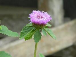 macro foto do uma verde plantar este tem colori flores isto parece atraente e lindo