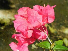 macro fotos do plantas consiste do folhas, hastes e especialmente flores a lindo flores estão Rosa e muito refrescante para a olhos