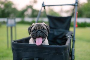 uma pequeno pug cachorro é sentado dentro uma Preto carrinho de criança foto