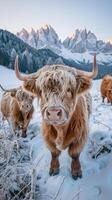 chifrudo terras altas gado dentro Nevado panorama em uma congeladas Prado dentro a italiano dolomites foto