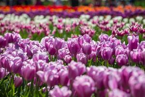 Primavera florescendo, tulipa Campos dentro cheio cor foto