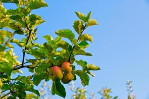 orgânico maduro maçãs pronto para escolher em árvore galhos foto