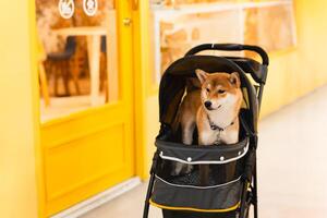 japonês Shiba inu cachorro dentro carrinho de passeio lado de fora cafeteria. foto