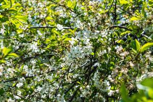 branco cereja florescer, lindo flores dentro a Primavera temporada. foto